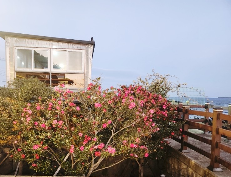 볼레낭개 사진 8