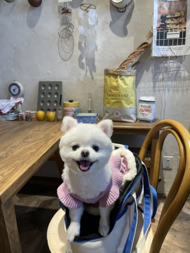 브라운베이글 이미지