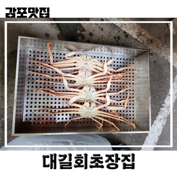 감포참가자미회 이미지