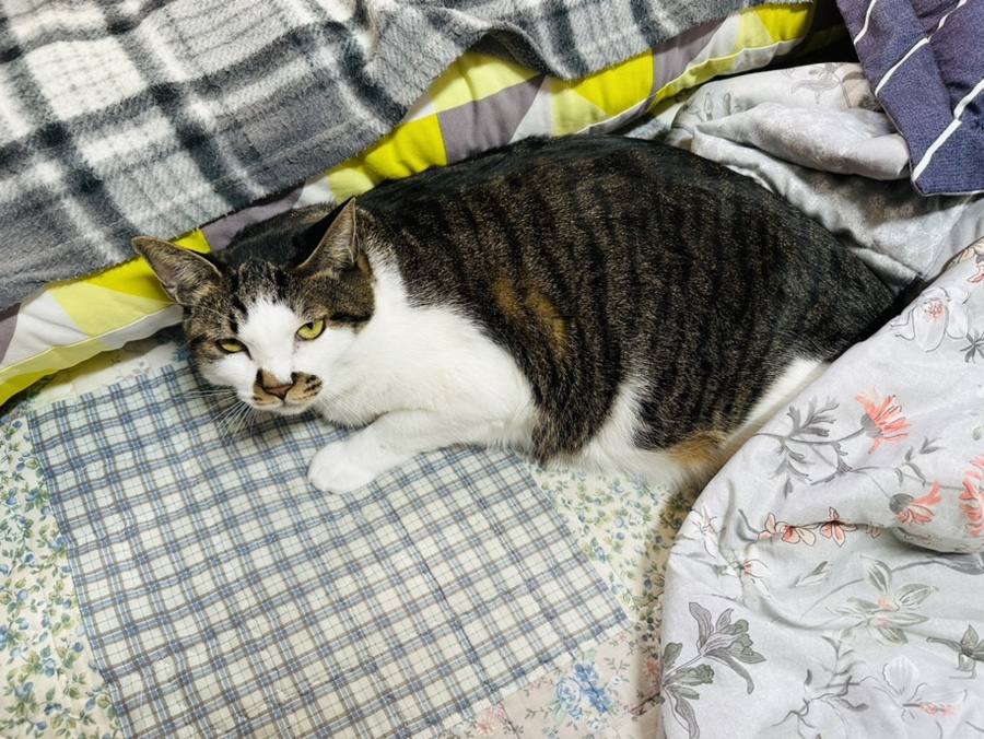 링원 이미지