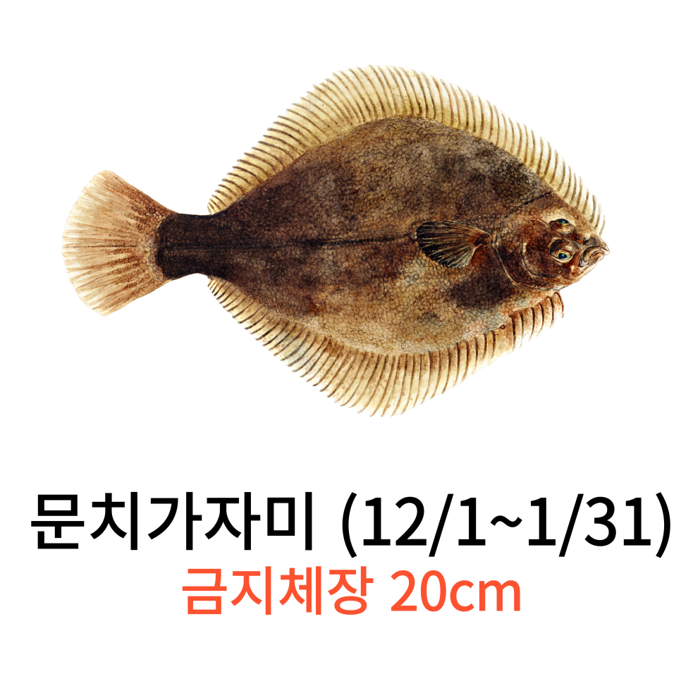 문치가자미 참가자미 도다리 제철 가자미종류 구별법 정리 : 네이버 블로그