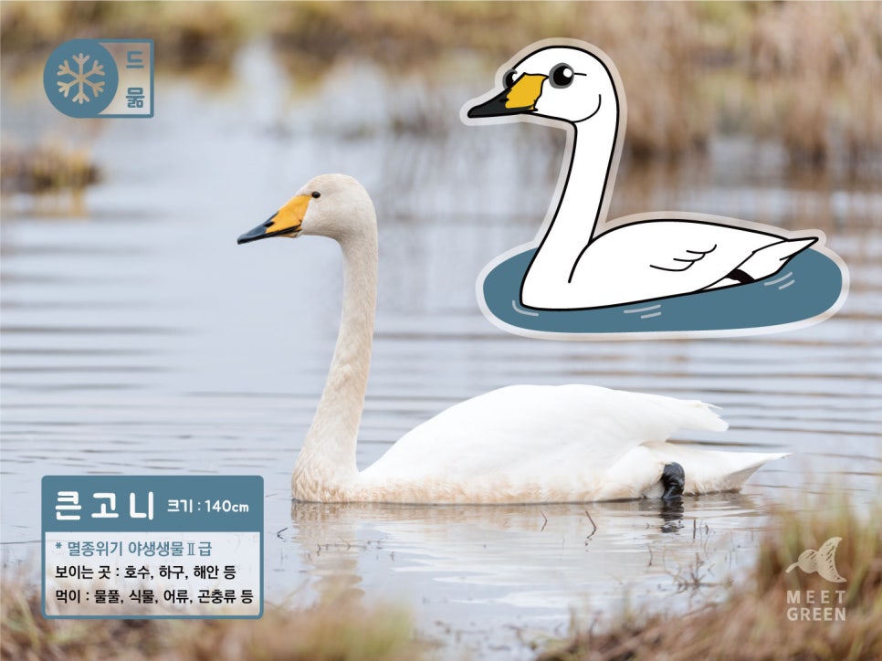 백조미트 이미지