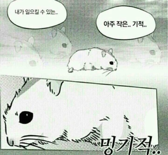 노코리카 이미지