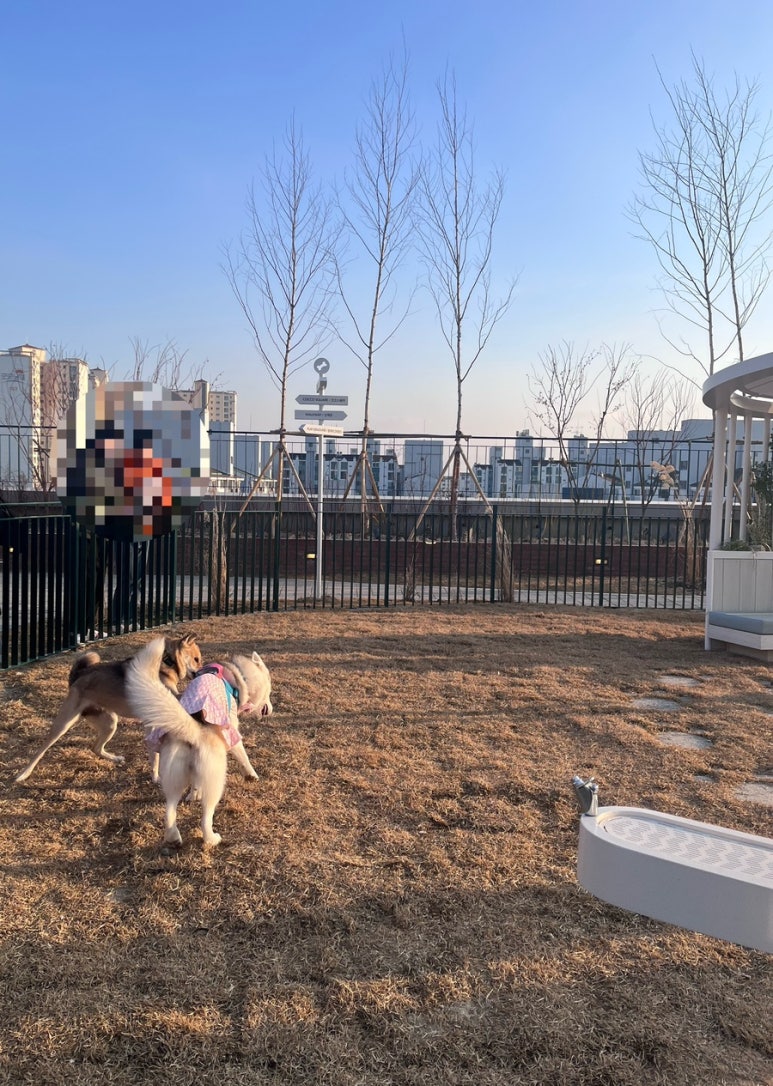 베이글펫 이미지