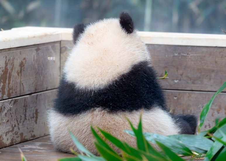세보주 이미지