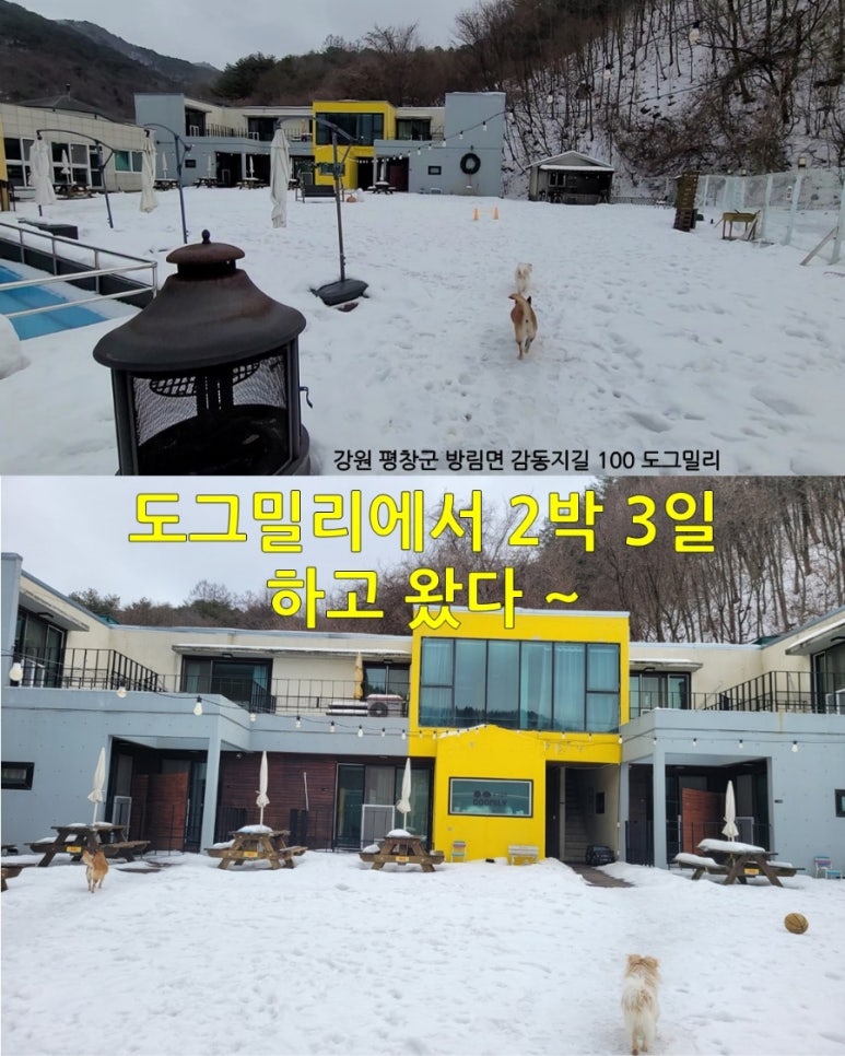 도그밀리 이미지