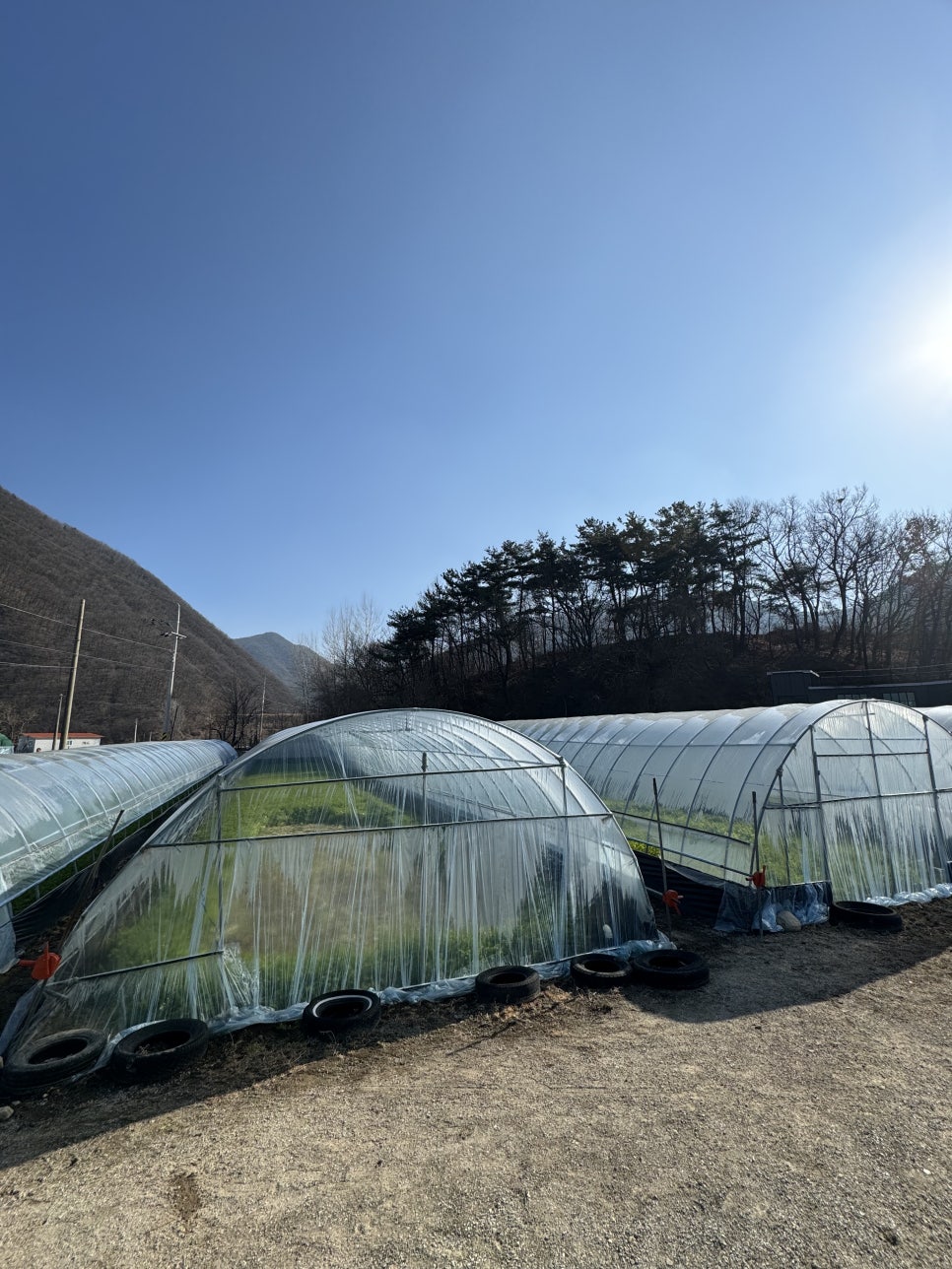 치산미나리 이미지