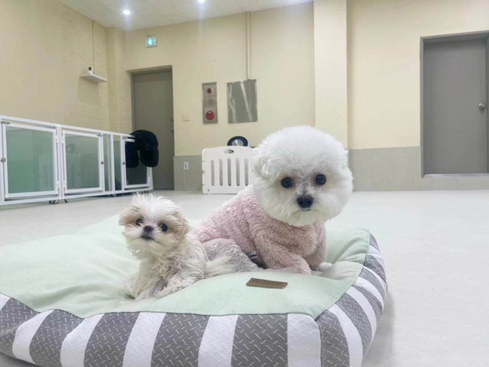 분당유치원 이미지