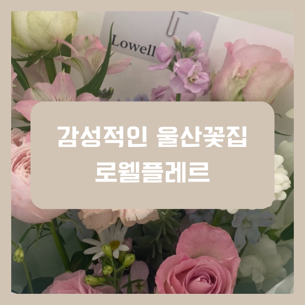 로웰플레르 이미지