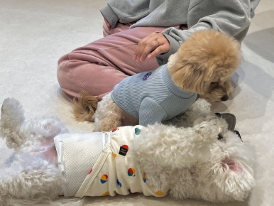 뽀뽀카롱 이미지