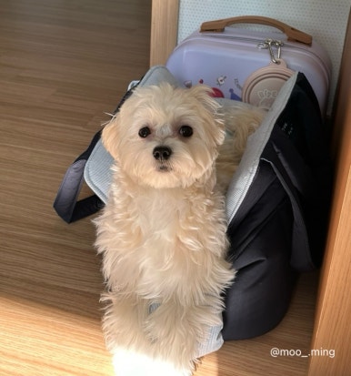 프롬위니 이미지