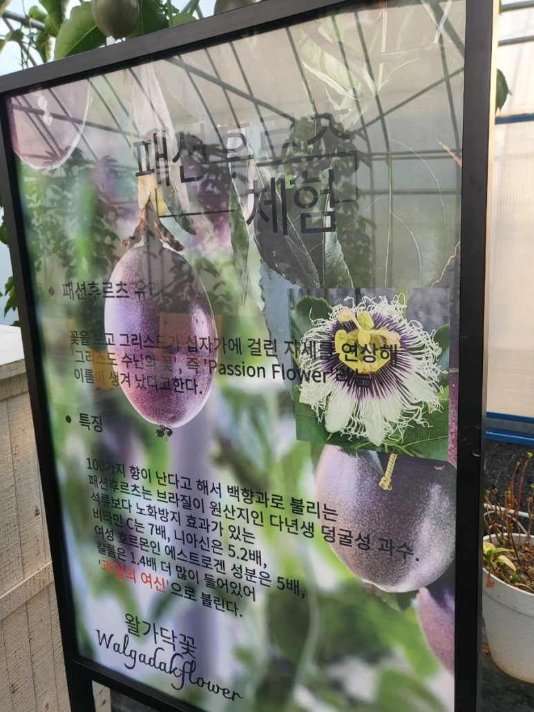 왈가닥꽃 이미지