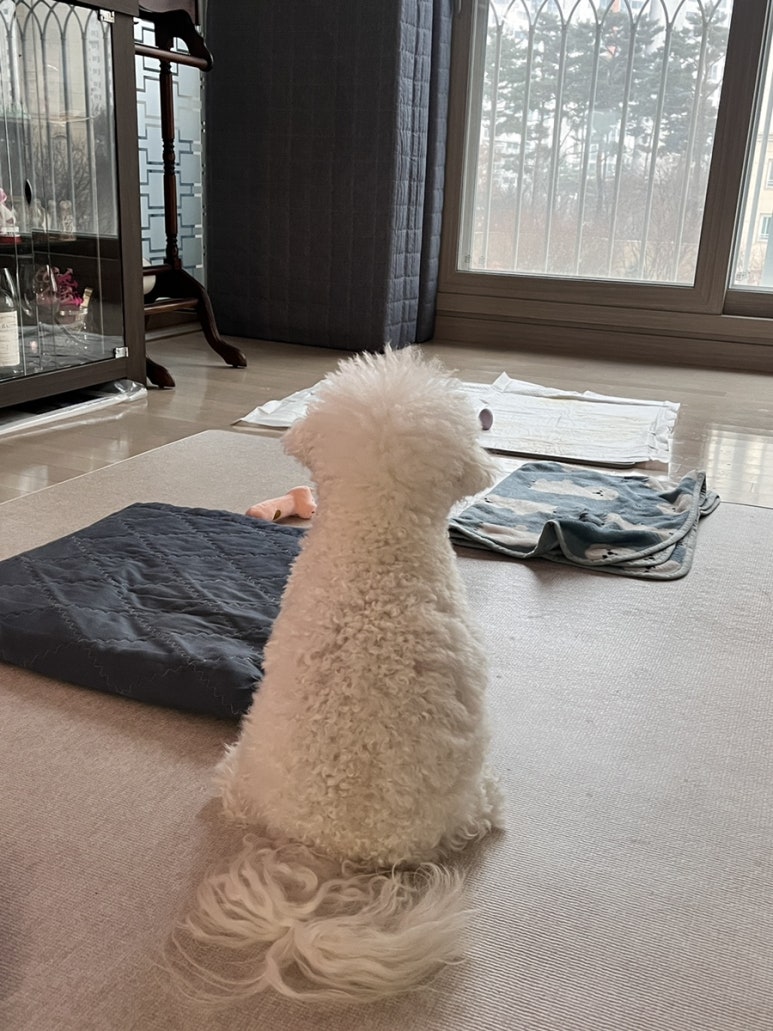뽀뽀카롱 이미지