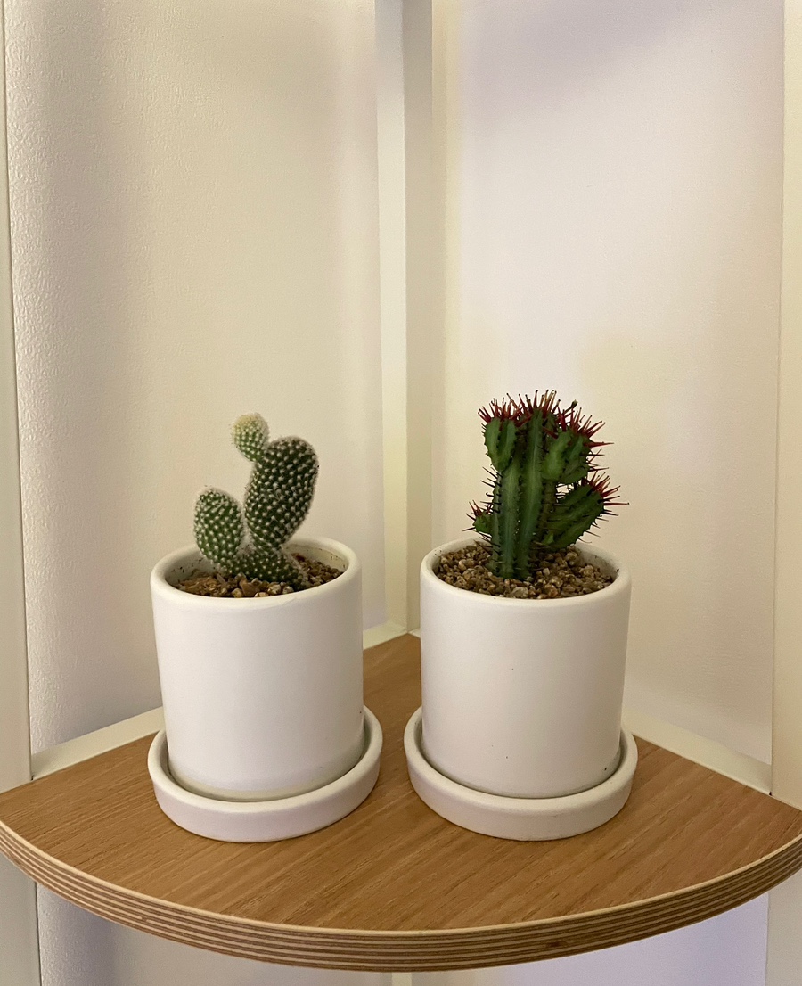 진동다육 이미지