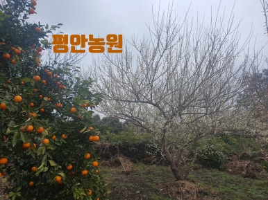 선문농원 이미지