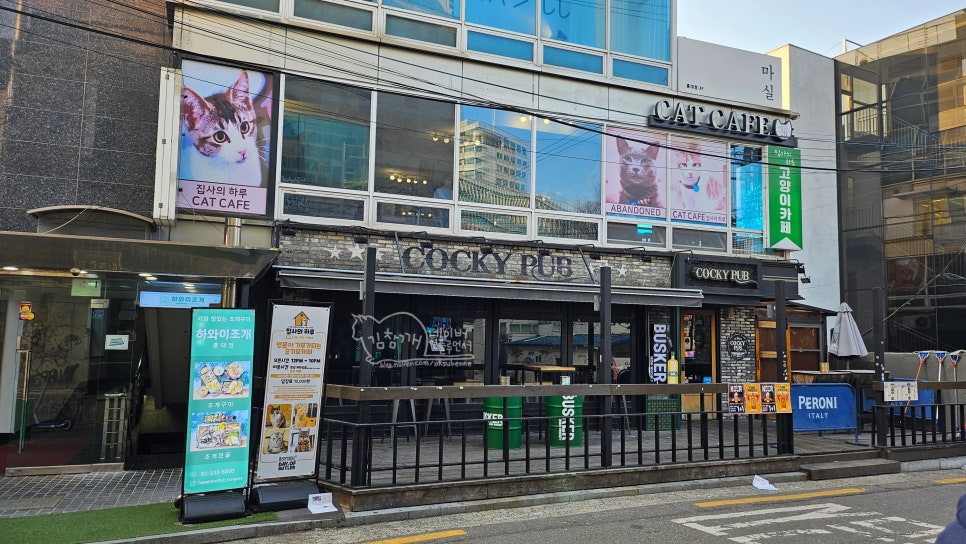 홍대 고양이 카페 집사의하루, 유기묘 입양 위한 특별한 공간 — 사진 2