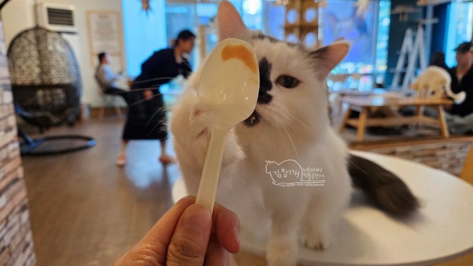 홍대 고양이 카페 집사의하루, 유기묘 입양 위한 특별한 공간 — 사진 13