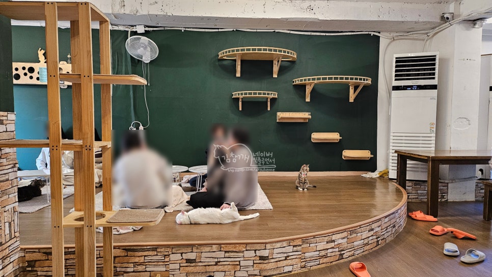 홍대 고양이 카페 집사의하루, 유기묘 입양 위한 특별한 공간 — 사진 9