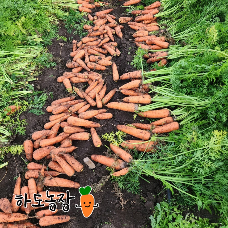 제철 제주 구좌 흙당근 판매합니다. 🥕🥕🥕 : 네이버 블로그