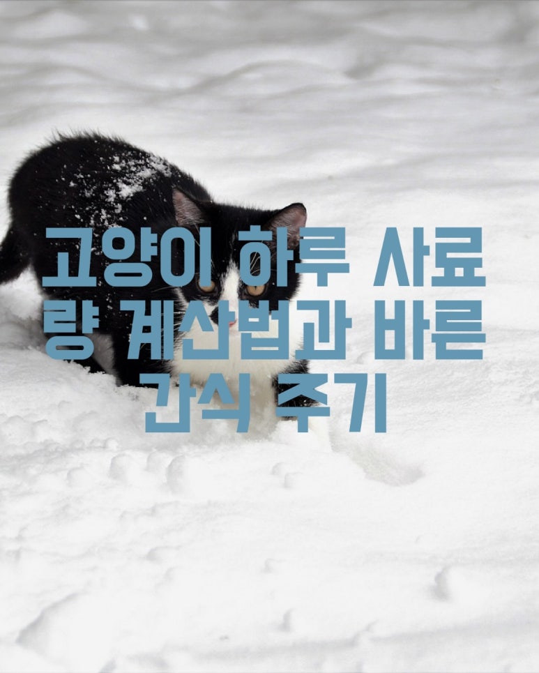 고양이 하루 사료 계산법과 바른 간식 주기