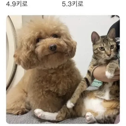 집밥분식 이미지