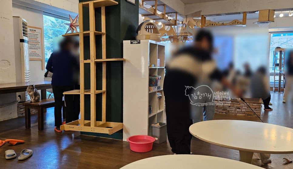 홍대 고양이 카페 집사의하루, 유기묘 입양 위한 특별한 공간 — 사진 8