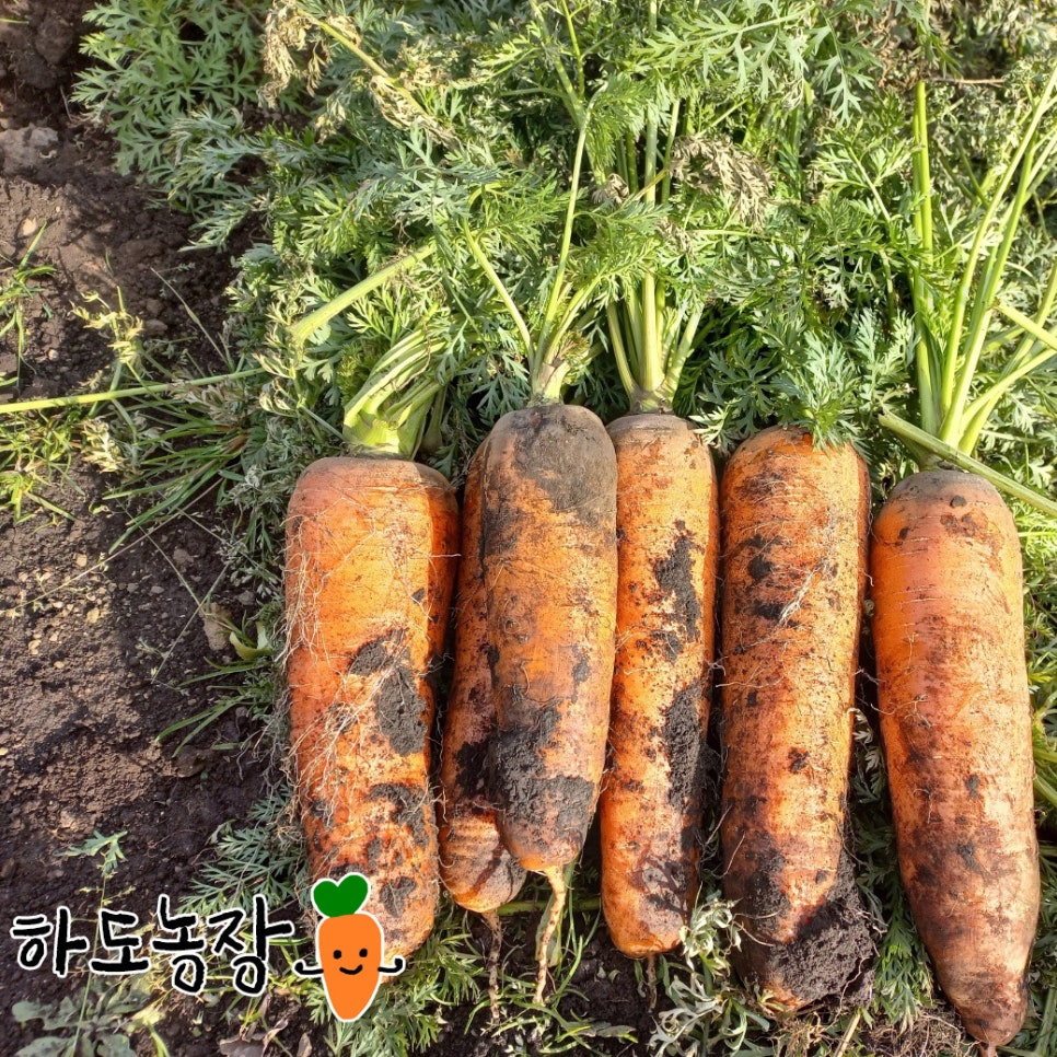 제철 제주 구좌 흙당근 판매합니다. 🥕🥕🥕 : 네이버 블로그