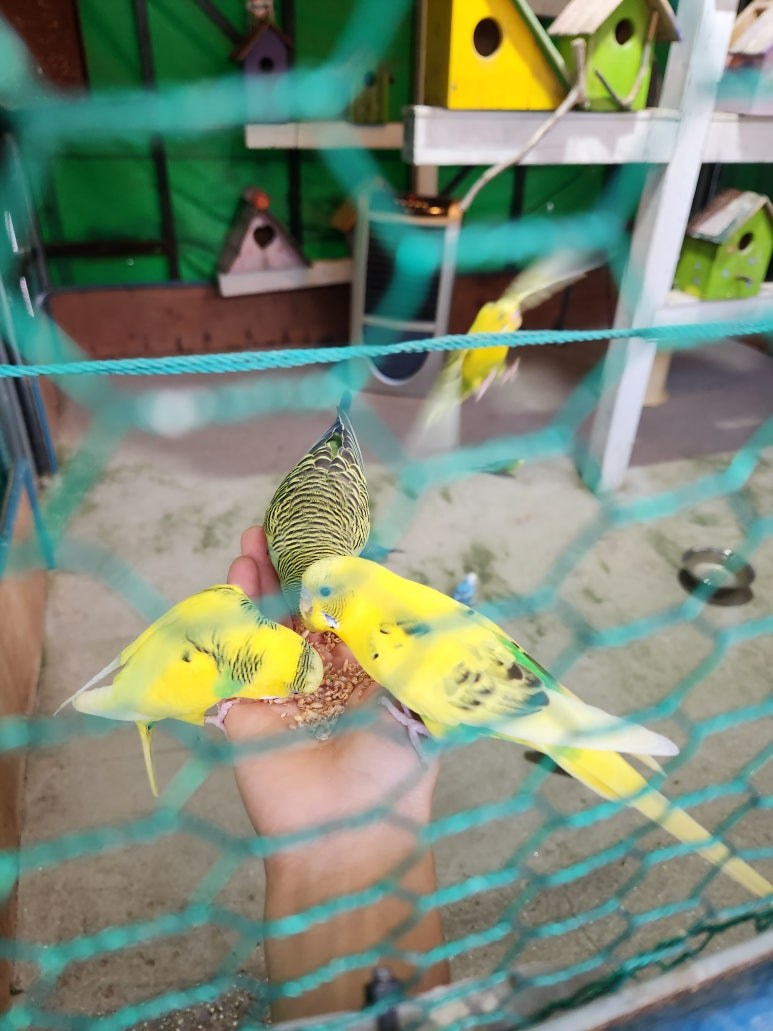 APENNER(아페너) 이미지