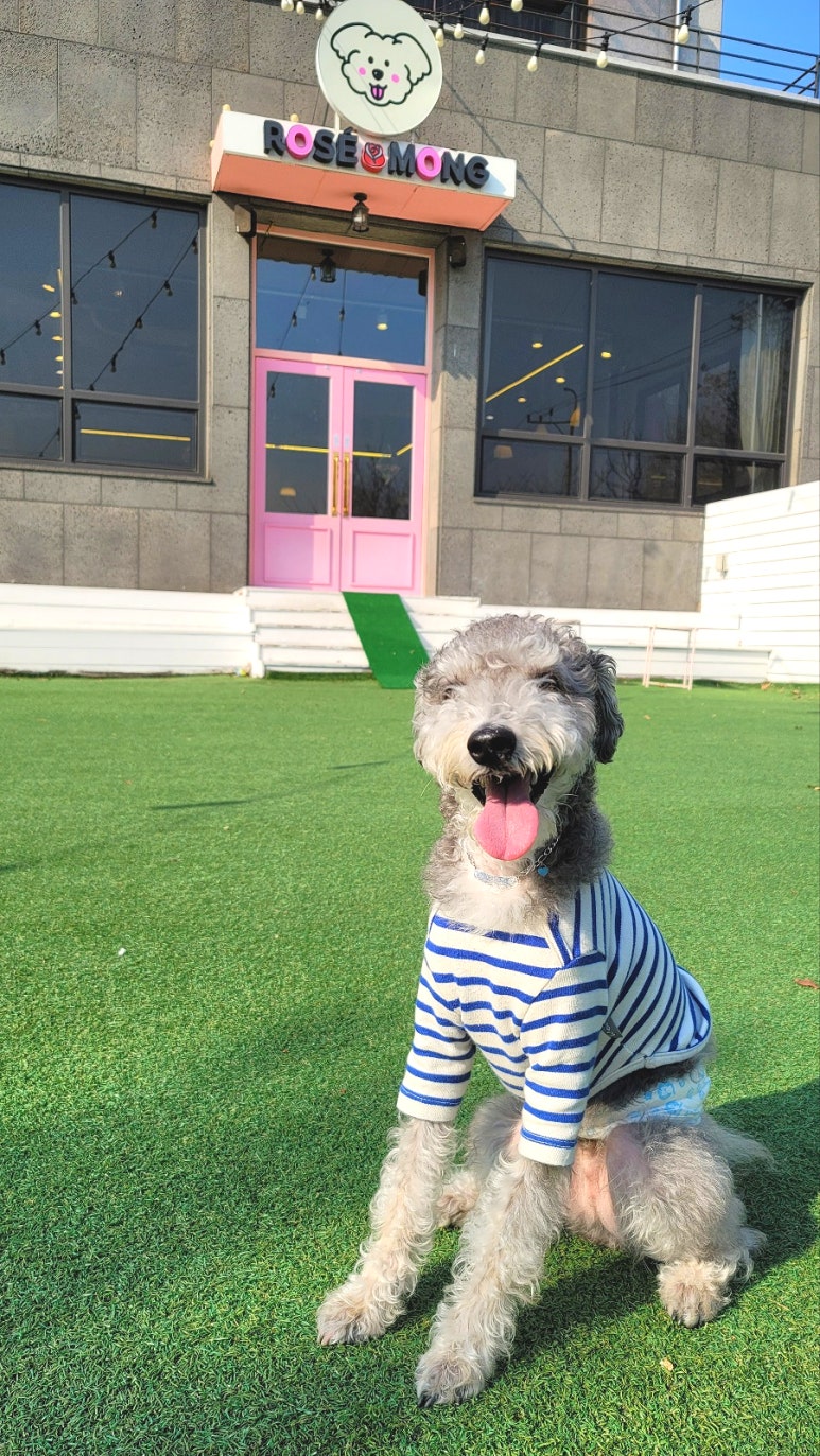 로제몽 이미지