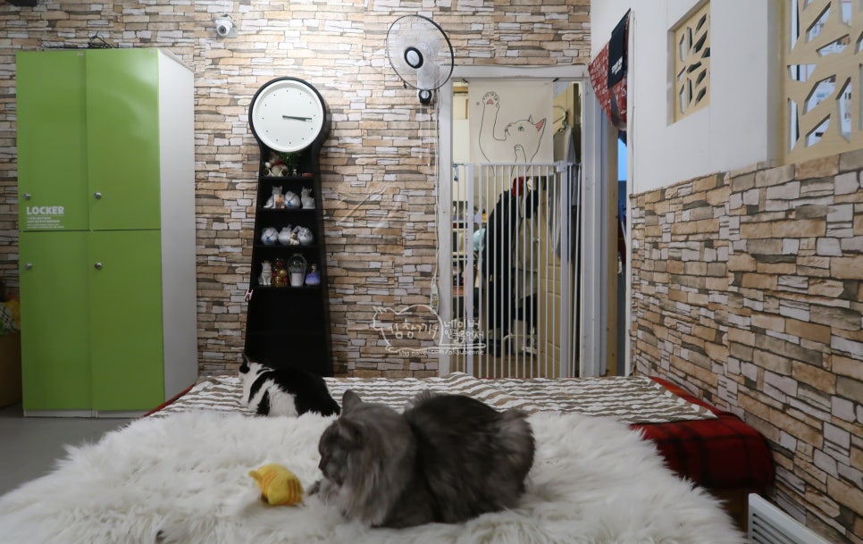 홍대 고양이 카페 집사의하루, 유기묘 입양 위한 특별한 공간 — 사진 6