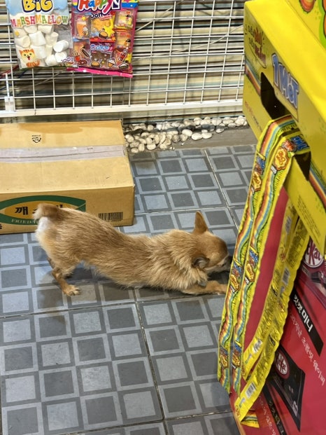 와와아이스크림할인점 이미지