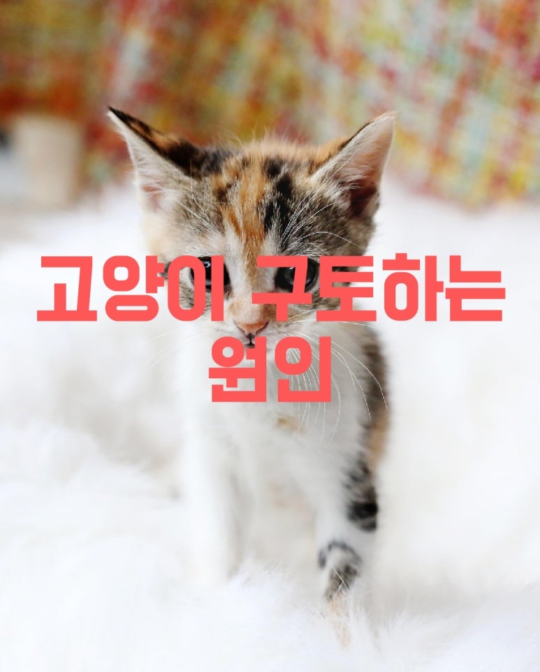 고양이 구토하는 원인