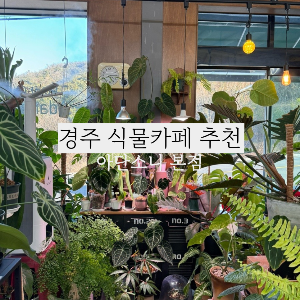 식물카페아단소니 이미지