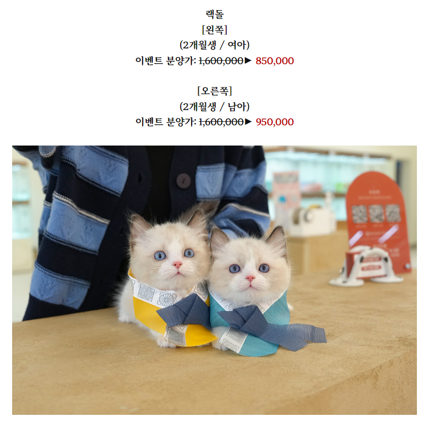온천장고양이 이미지