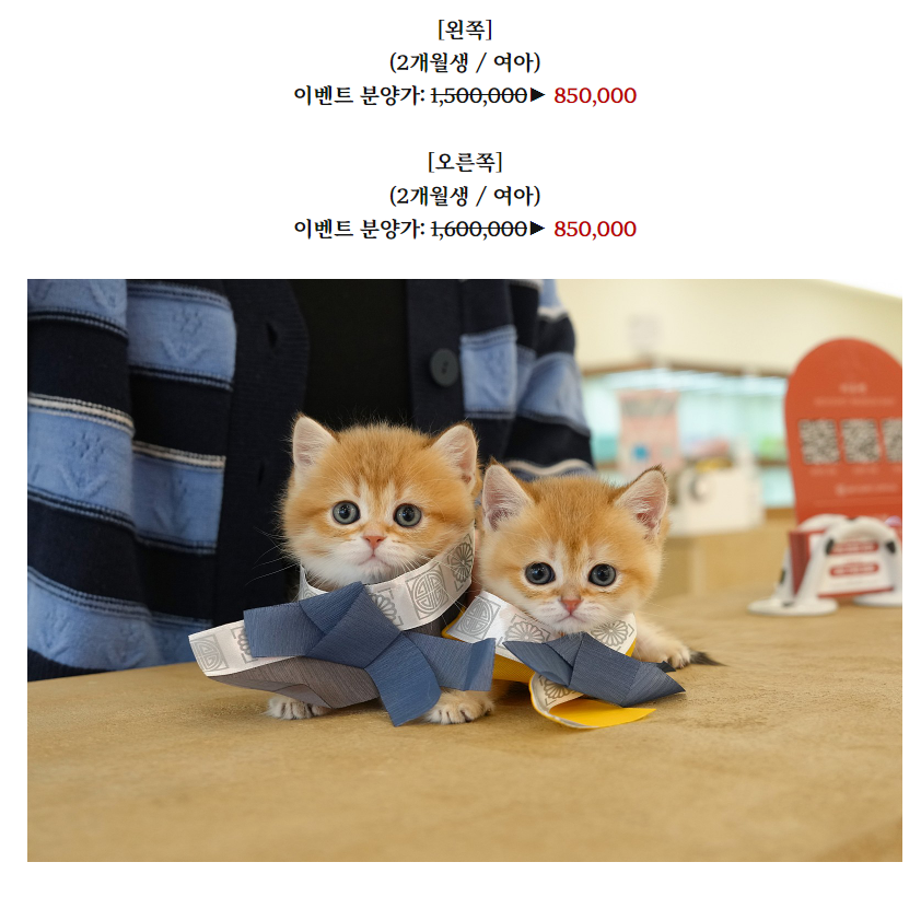 온천장고양이 이미지