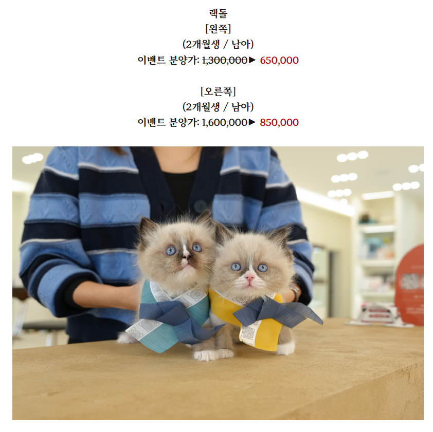 온천장고양이 이미지
