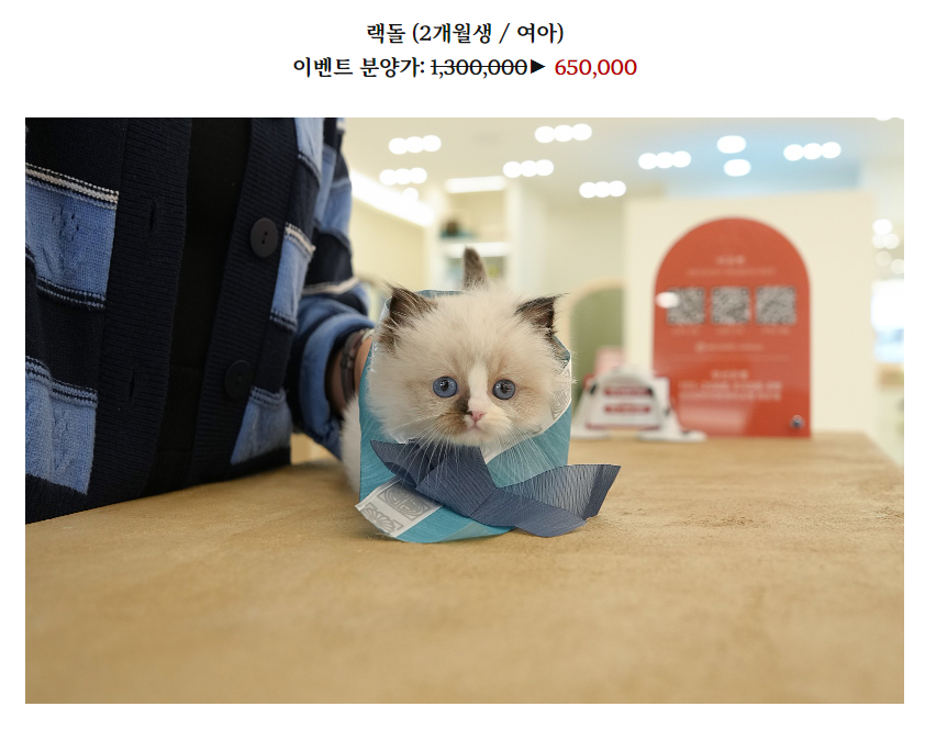 온천장고양이 이미지