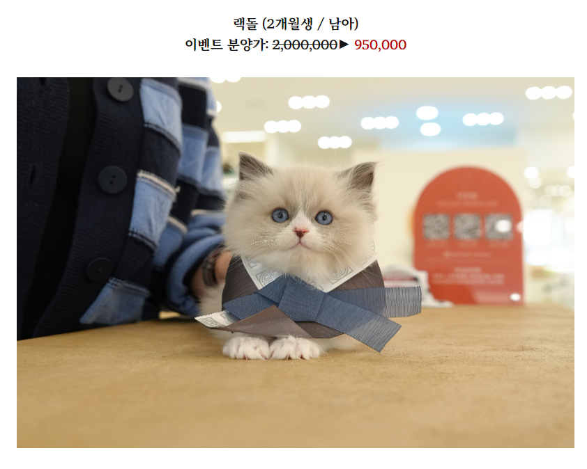 온천장고양이 이미지