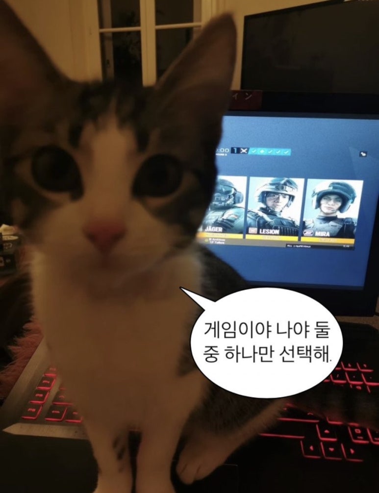 모여봐요 고양이카페 이미지