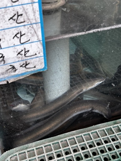 송어빙어낚시수산 이미지