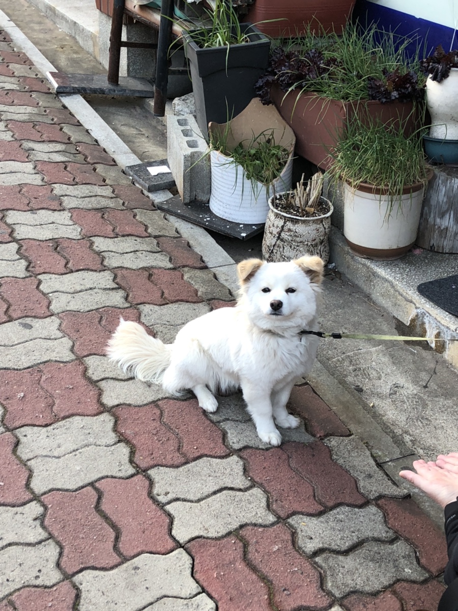 신나는왕만두 이미지
