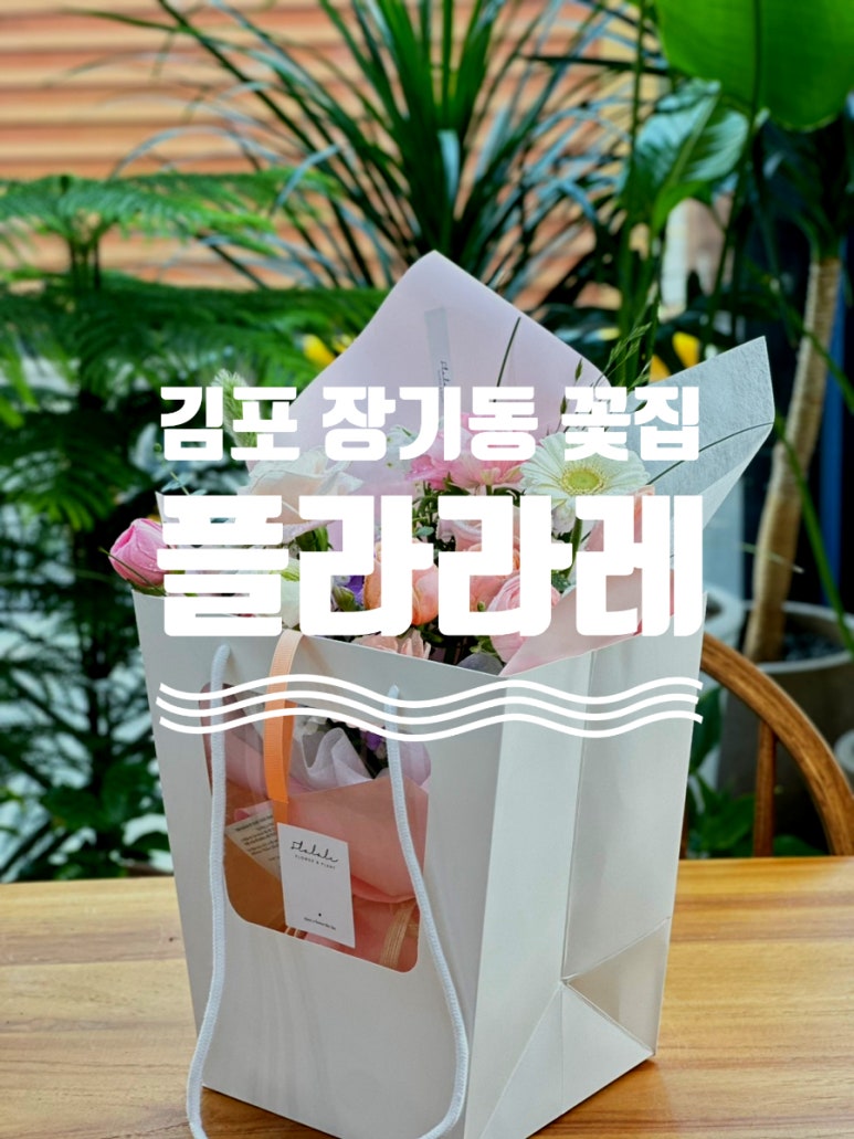 플라라레 이미지