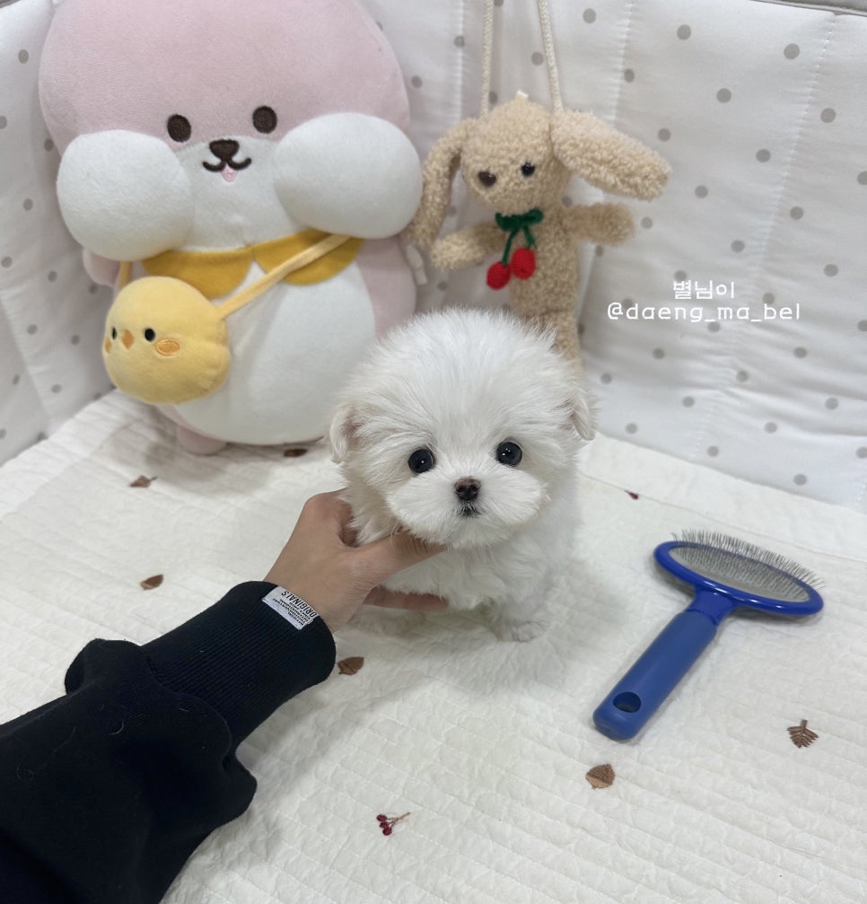 미니미니서현 이미지