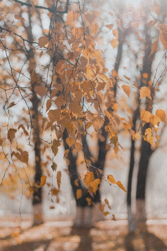 개화루 이미지