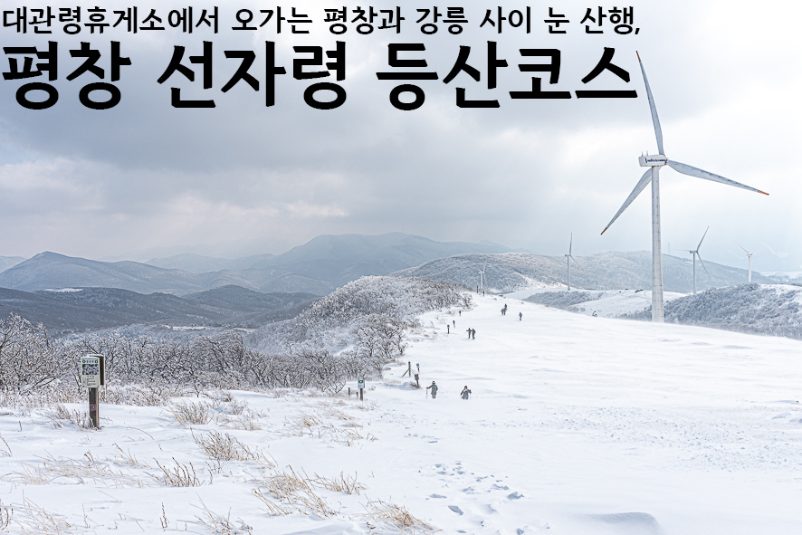 대관령톡톡 이미지