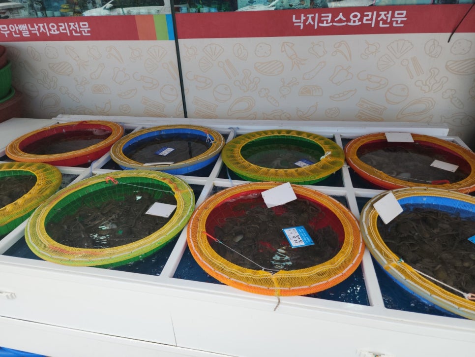낙지대통령 이미지