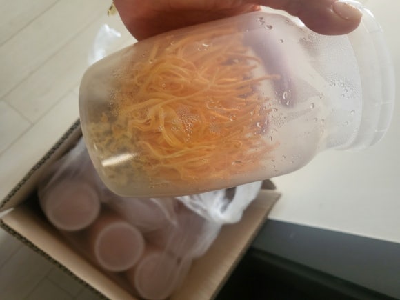 예당버섯 이미지
