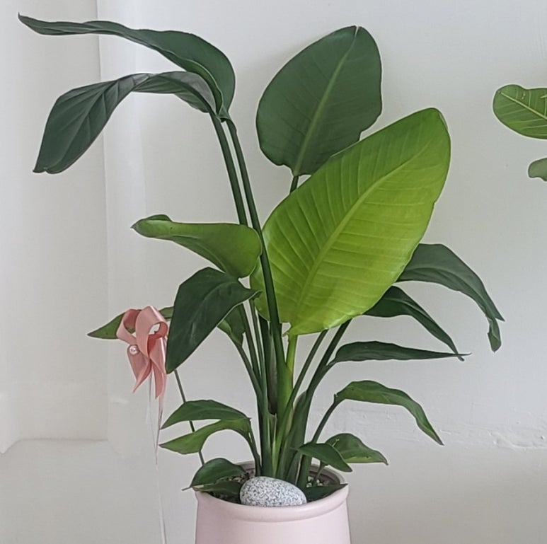 네일카브 이미지