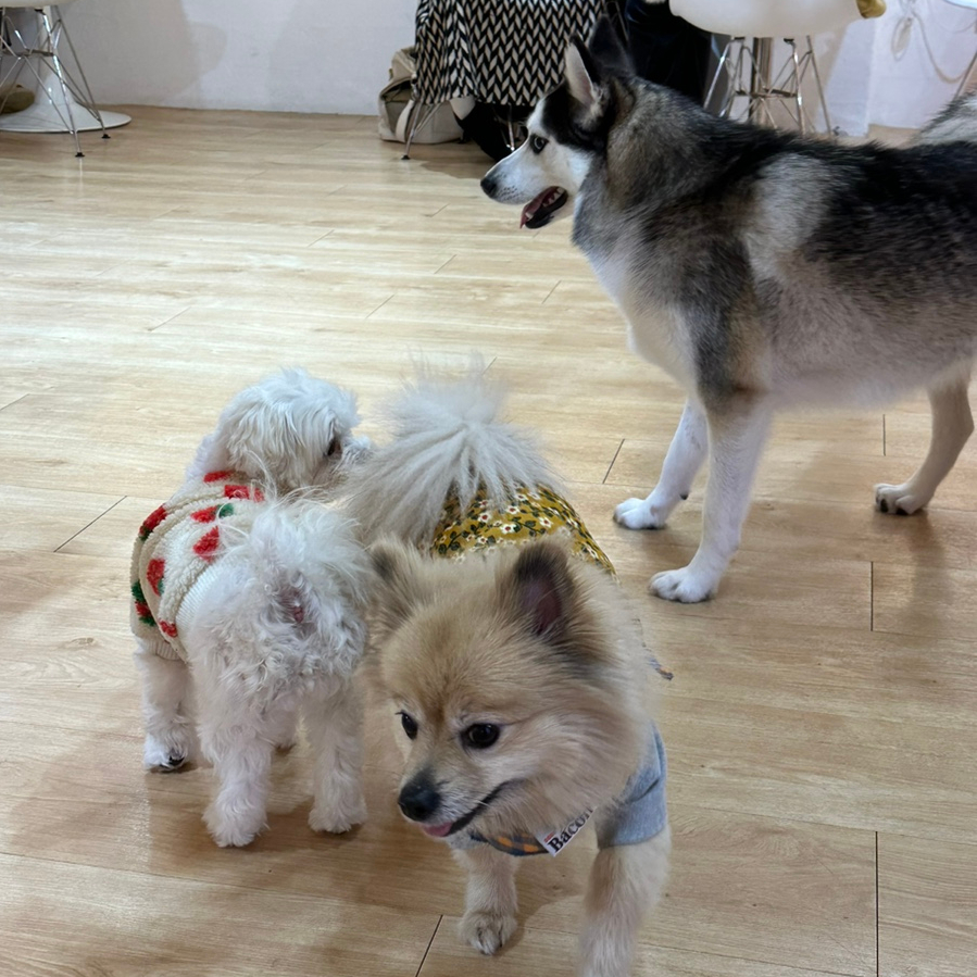 수원 행궁동 애견카페 루프독스, 루프탑 운동장 후기 — 사진 8