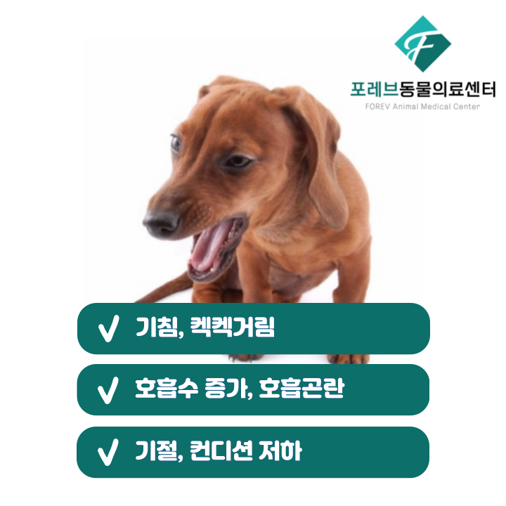 포레브 이미지